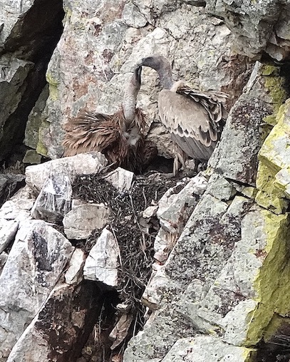 Griffon vulture